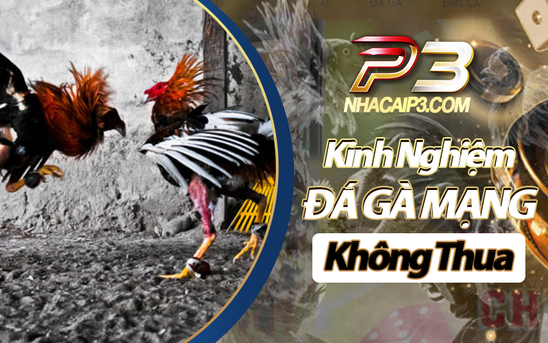 cách đá gà mạng không thua