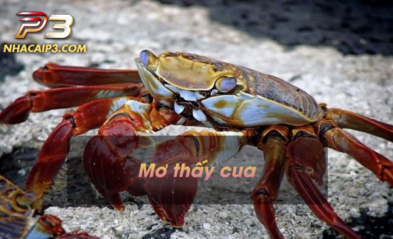 mơ thấy cua mang nhiều ý nghĩa tốt lẫn xấu