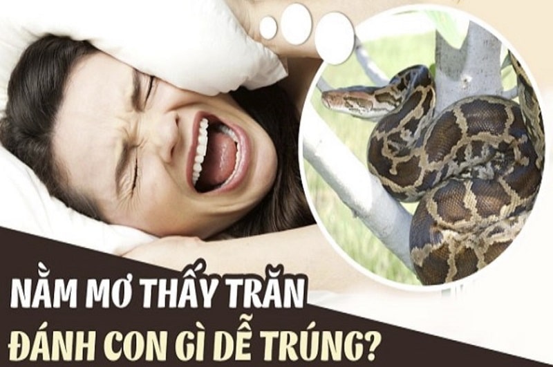mơ thấy trăn đánh con gì may mắn