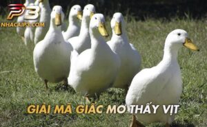 Giải mã giấc mơ thấy vịt chính xác nhất