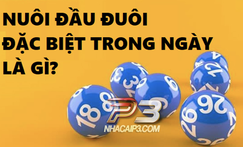 nuôi đầu đuôi đặc biệt trong ngày là gì