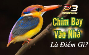 Chim bay vào nhà là điềm báo gì?