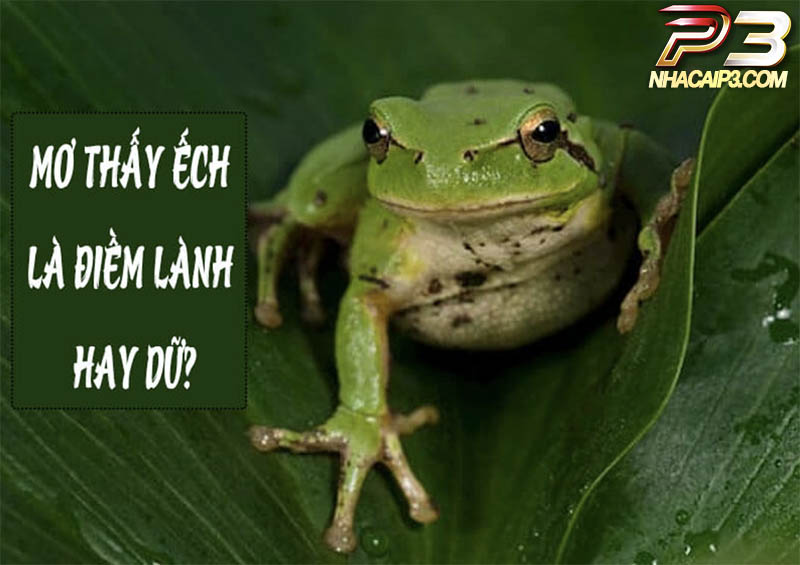 Giải mã giấc mơ thấy ếch