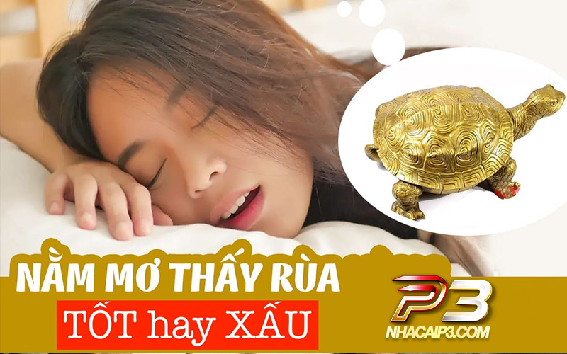 mơ thấy rùa tốt hay xáu