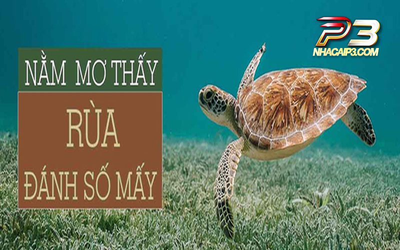 nằm mơ thấy rùa đánh số mấy