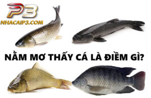 Mơ thấy cá là điều thường gặp
