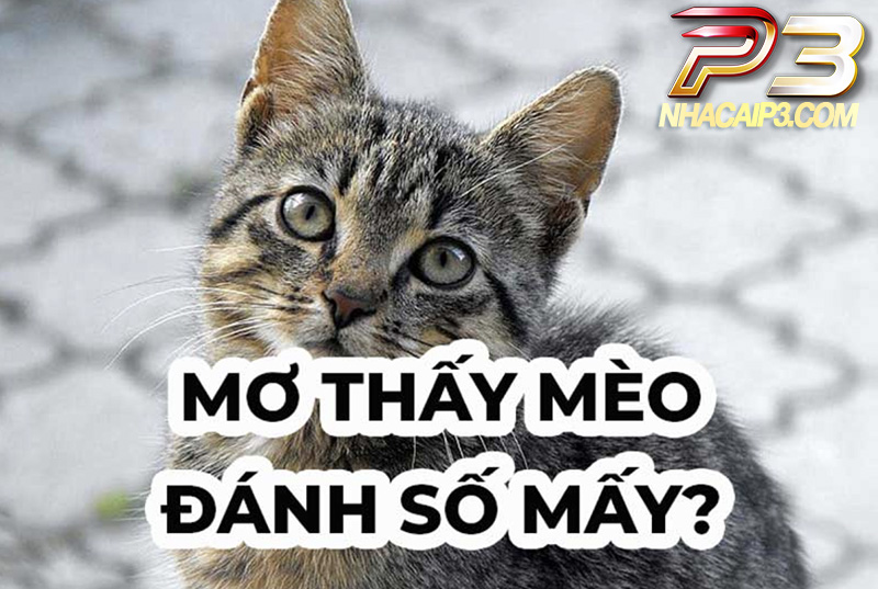 Mơ thấy mèo đánh lô đề con gì dễ trúng nhất?