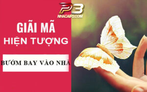 bươm bướm bay vào nhà là điềm báo gì?