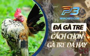 đá gà tre là gì
