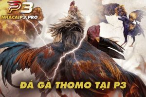 Tìm hiểu về đá gà thomo và nhà cái đá gà uy tín