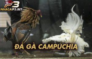 Khám phá đá gà campuchia