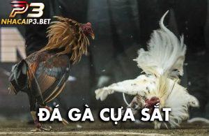 Tìm hiểu về đá gà cựa sắt