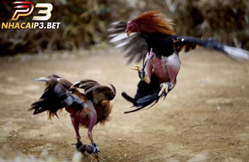 Luật chơi chi tiết dòng đá gà cựa sắt
