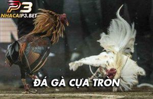 Tìm hiểu về đá gà cựa tròn