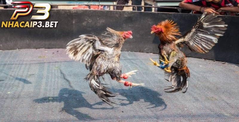 Đá gà cựa tròn hiện được đa số dân chơi yêu thích