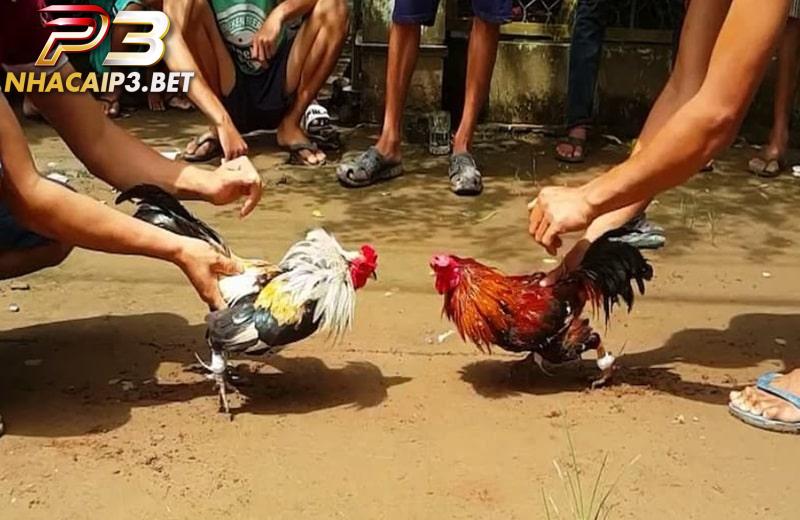 Nài gà đúng kỹ thuật giúp chiến kê gia tăng cơ hội chiến thắng