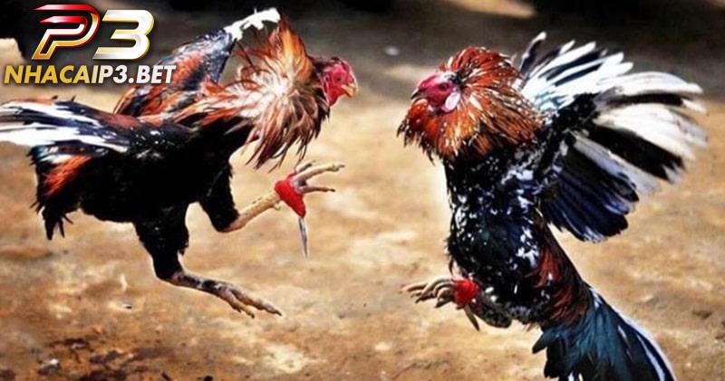 Yếu tố ảnh hưởng đến quá trình đá gà cựa tròn